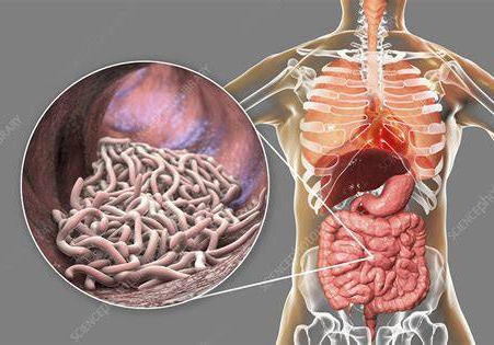 Digestive Parasites Uncovered: Symptoms, Types & What to Watch For