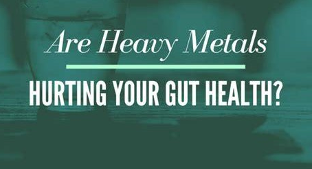 Heavy Metals & Gut Health: How Toxic Exposure Disrupts Your Microbiome