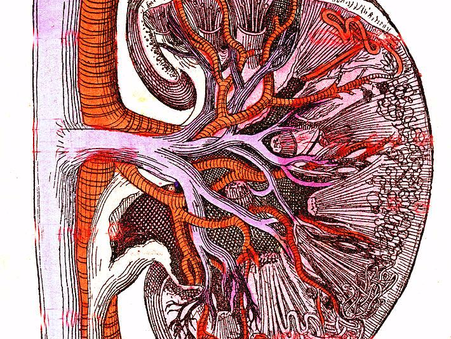 Leaky Kidneys: How Toxins Damage Your Filtration System (And What You Can Do About It)