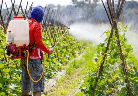 Glyphosate & Gut Health: The Hidden Antibiotic Disrupting Your Microbiome