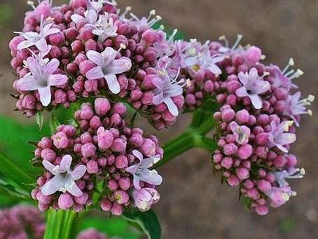 Valerian Root: The Herbal Ally for Better Sleep, Stress Relief, and Weight Management