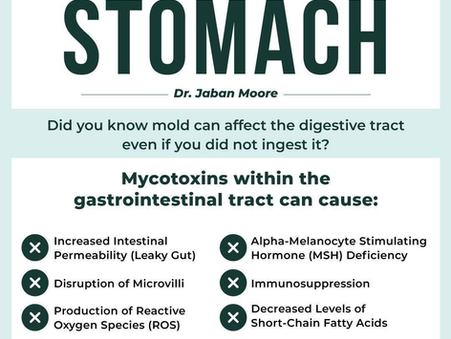 How Mold Exposure Can Disrupt Digestive Health and Gut Balance