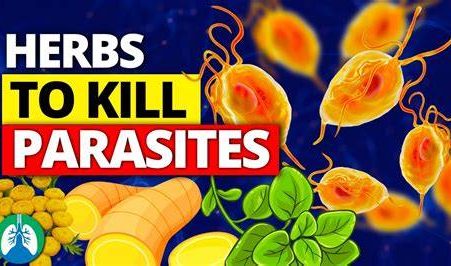 Antiparasitic Plant Allies: Foods & Herbs to Gently Support Your Cleanse