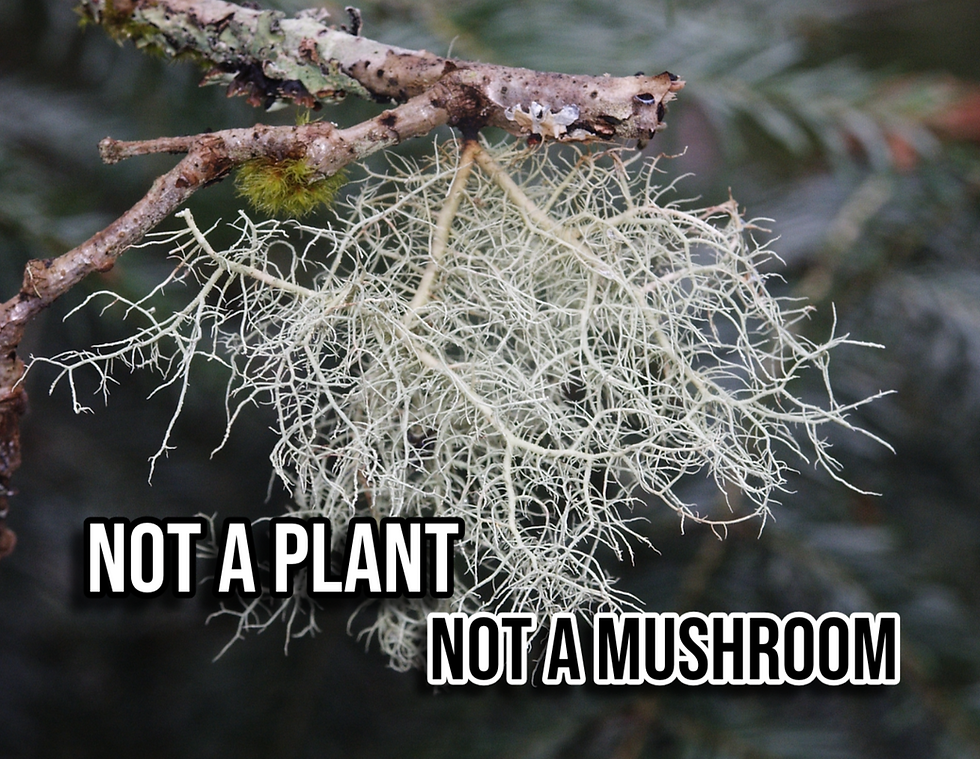 Usnea (Old Man's Beard)
