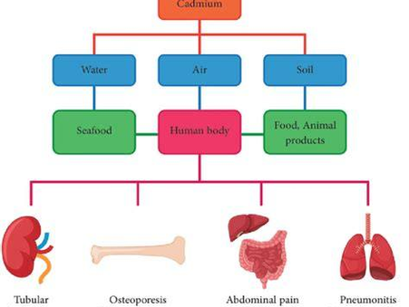 Cadmium Toxicity: Hidden Exposure, Health Risks & Detox Support Strategies