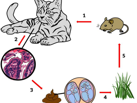 The Overlooked Parasite Linked to Brain & Mental Health