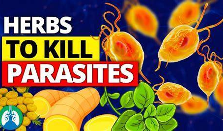 Antiparasitic Foods & Herbs: Nature’s Hidden Detox Tools