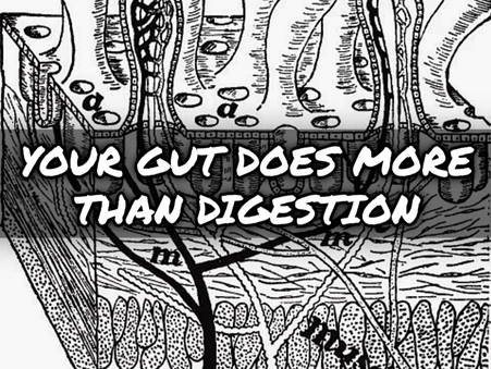 Your Gut Is More Than a Digestive System | Intestinal Barrier