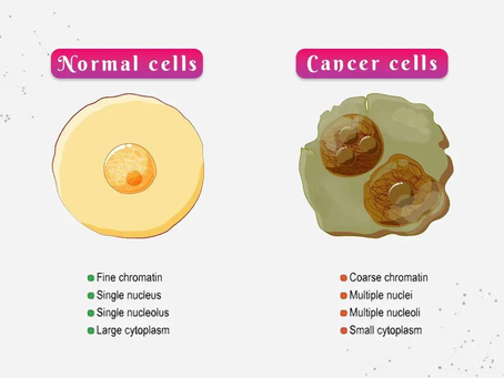Understanding Cancer, Fibrin, and the Role of Enzymes in Cellular Support