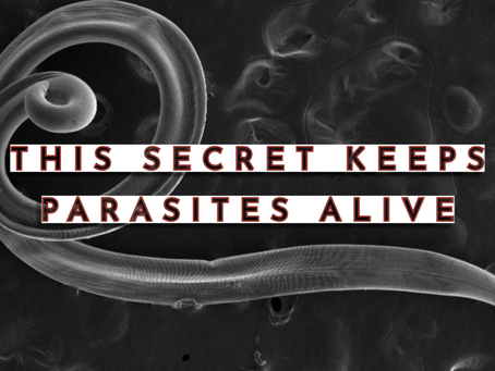 Why Many Parasites Prefer Low-Oxygen Zones — And How It Affects Detox