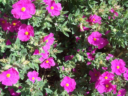 Cistus Incanus: The Herbal Ally for Biofilm Support & Immune Strength