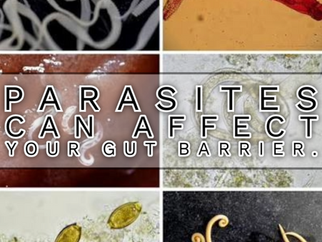 Parasites & the Gut Barrier | Gut Health & Intestinal Support