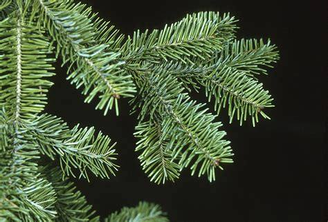 Balsam Fir (Abies balsamea)