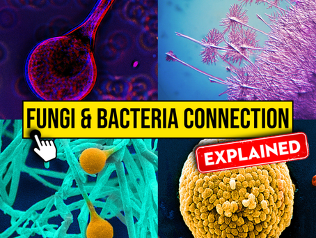 Fungi and Bacteria: The Hidden Microbial Conversations Happening Inside Your Body