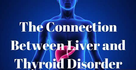 Liver & Thyroid Connection: Why Your Metabolism Depends on Both