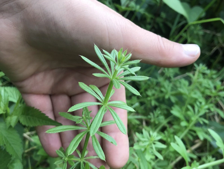 Cleavers Herb Benefits | Natural Lymphatic & Skin Detox Support