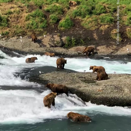 🐻❄️ Alaska: Donde los osos pardos mandan y la naturaleza sigue siendo salvaje 🌲 🍣🌲🍣