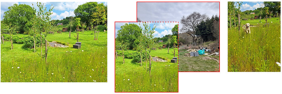 Landscaped garden with young trees