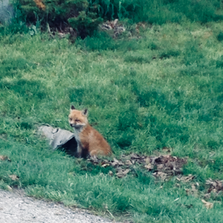 Baby wildlife appears like this kit baby fox