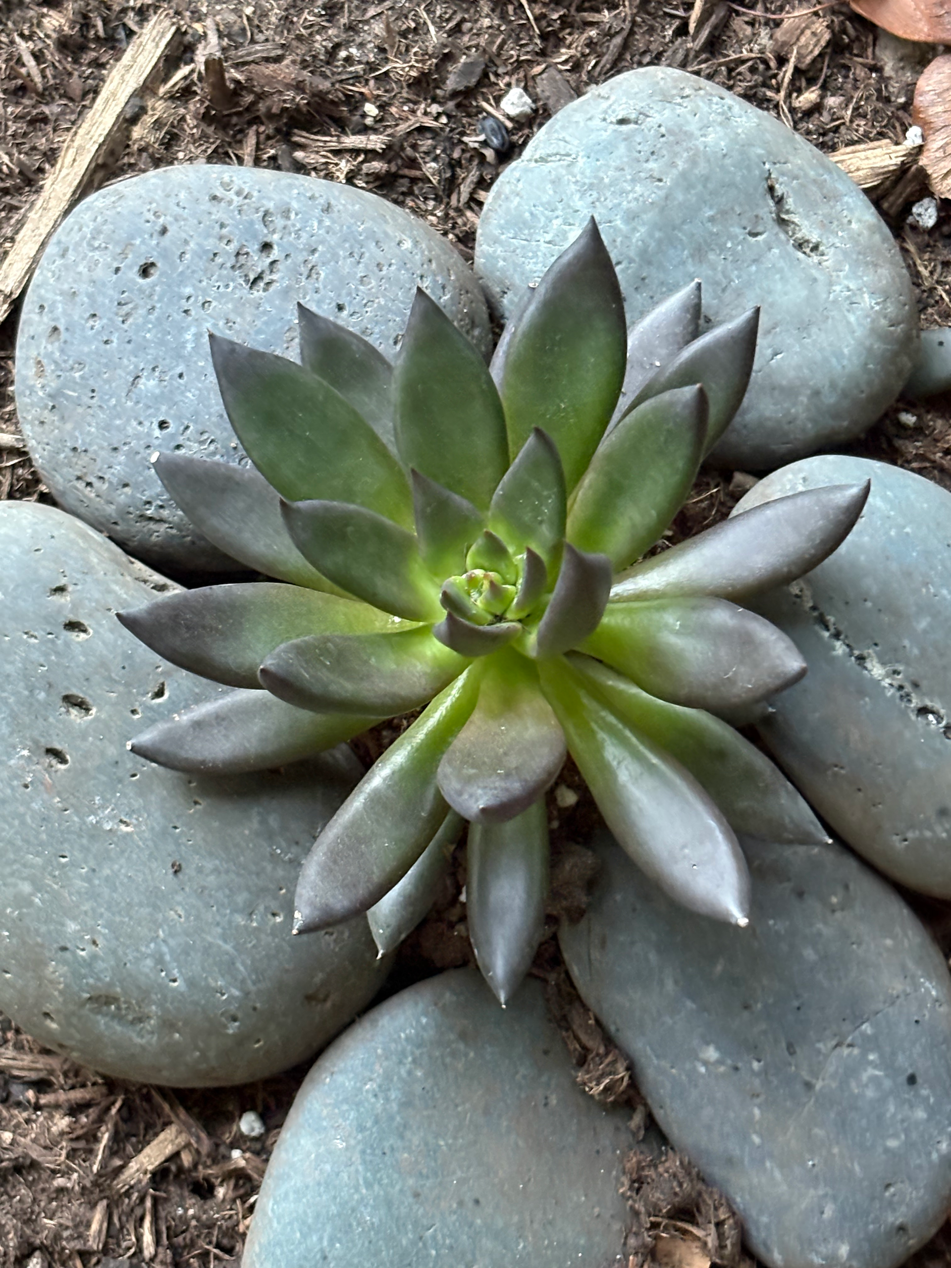 Succulents that looks like a water lily