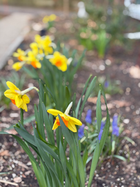 Yellow daffodils signal spring
