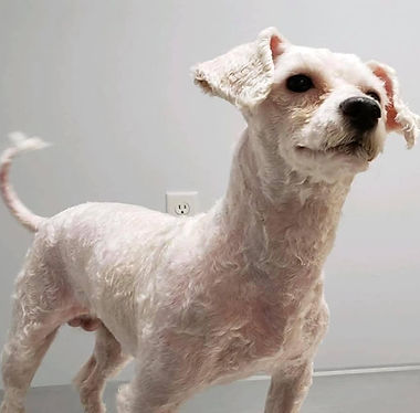 Shaved Dog.jpg
