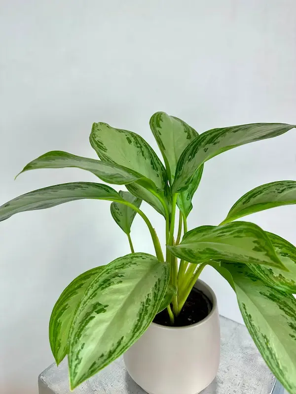 Merkez çiçekçi kalitesiyle hazırlanan Aglaonema, güvenli teslimat sayesinde canlı ve sağlıklı şekilde adresine ulaştırılır.