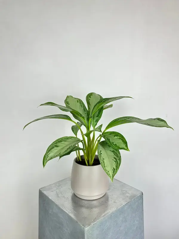 Seramik saksıda Aglaonema, hastaneye canlı bitki gönder ve online çiçek siparişi için şık bir salon bitkisidir.