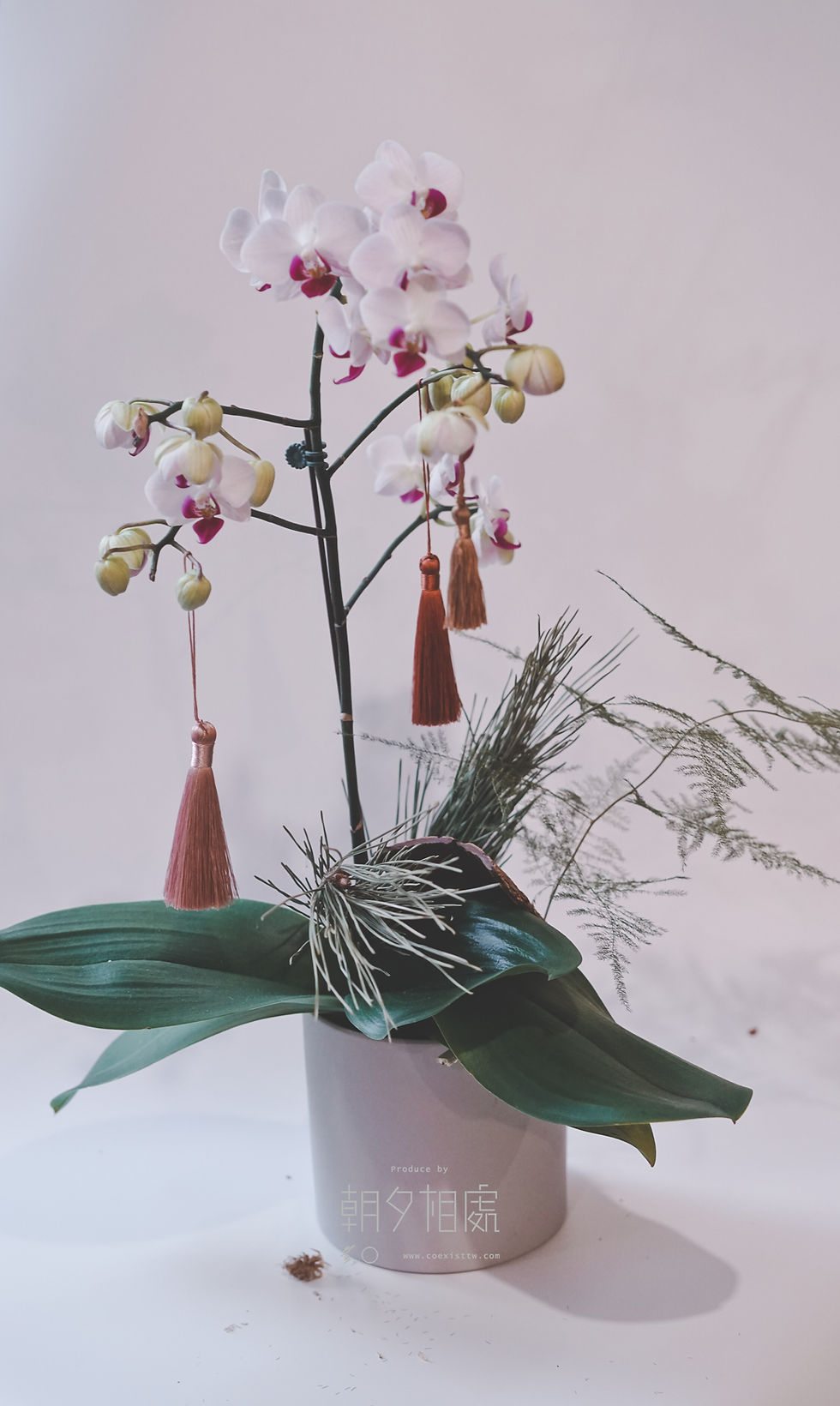 縮圖：花禮 | 開幕蘭花植栽