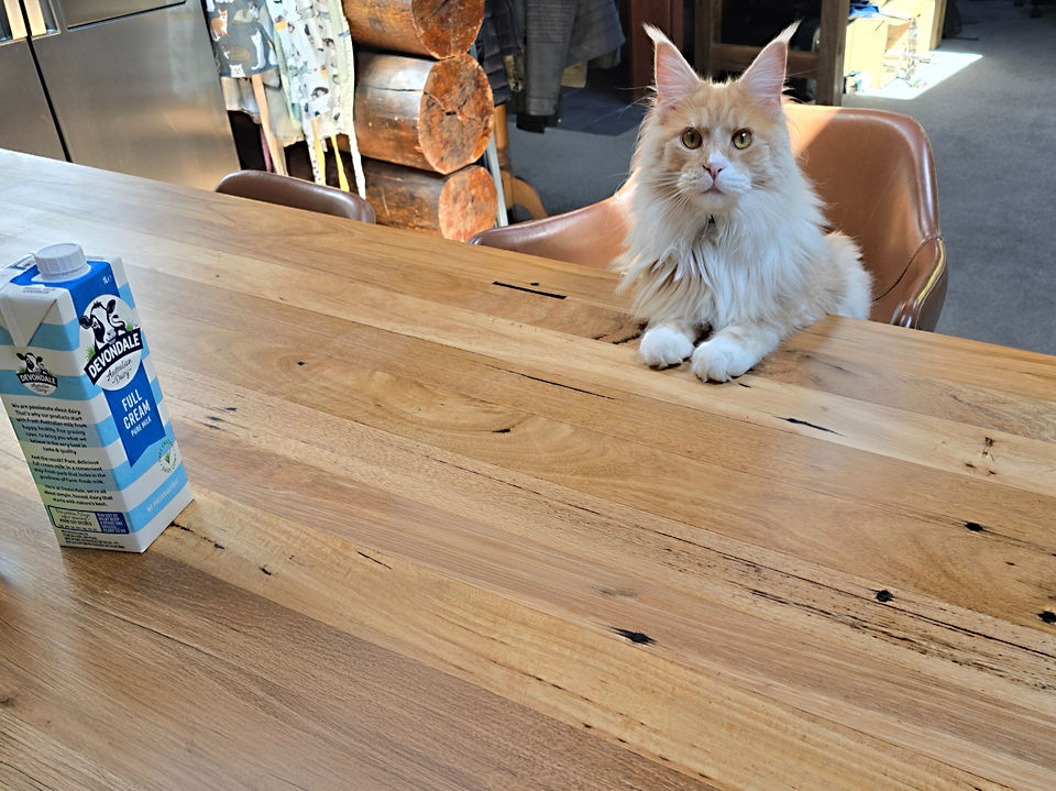 a timber kitchen bench with a cat sitting behind it