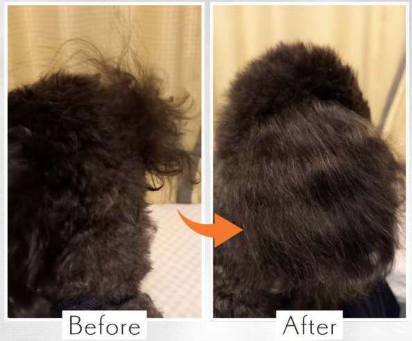 毛が乱れた黒い犬の後ろ姿のBeforeと、整ってふわっとしたAfterを左右比較した画像。背景はベージュの室内。