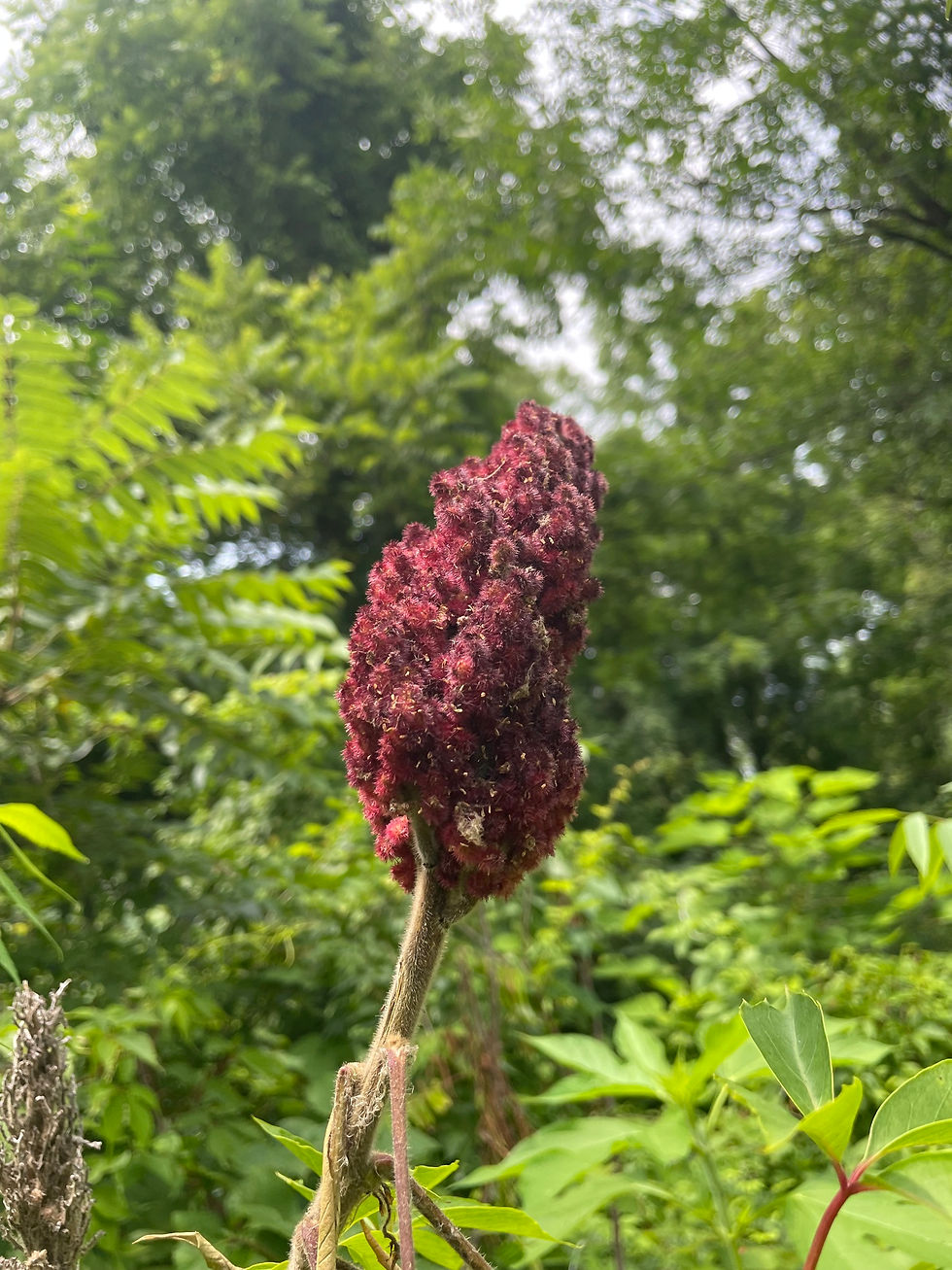 A cluster of staghorn sumac berries