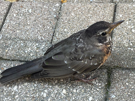 Preventing Bird Collisions