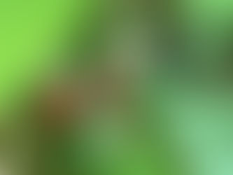 Summer Foraging: Free Eats