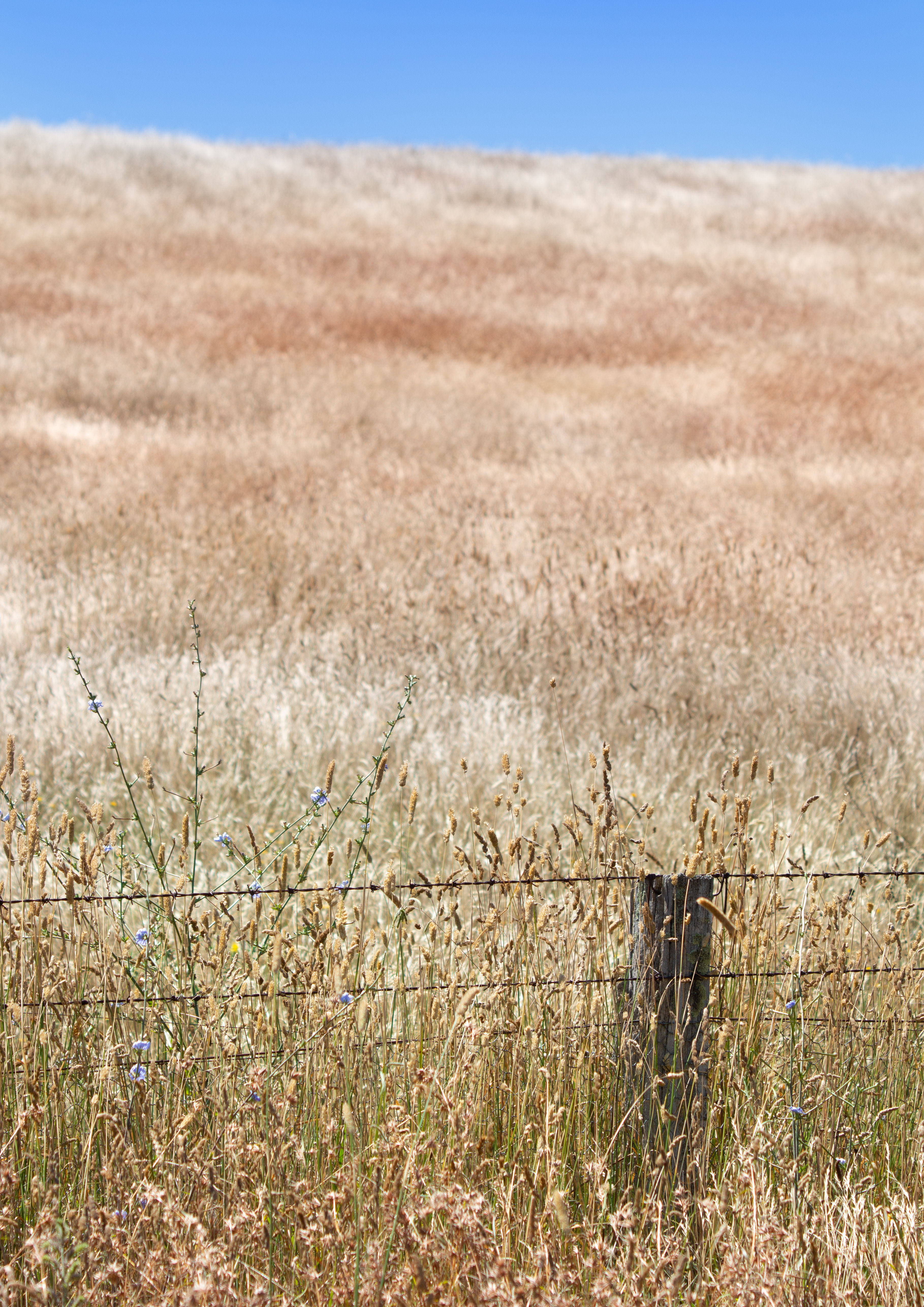 Post and Paddock - Newbridge, NSW