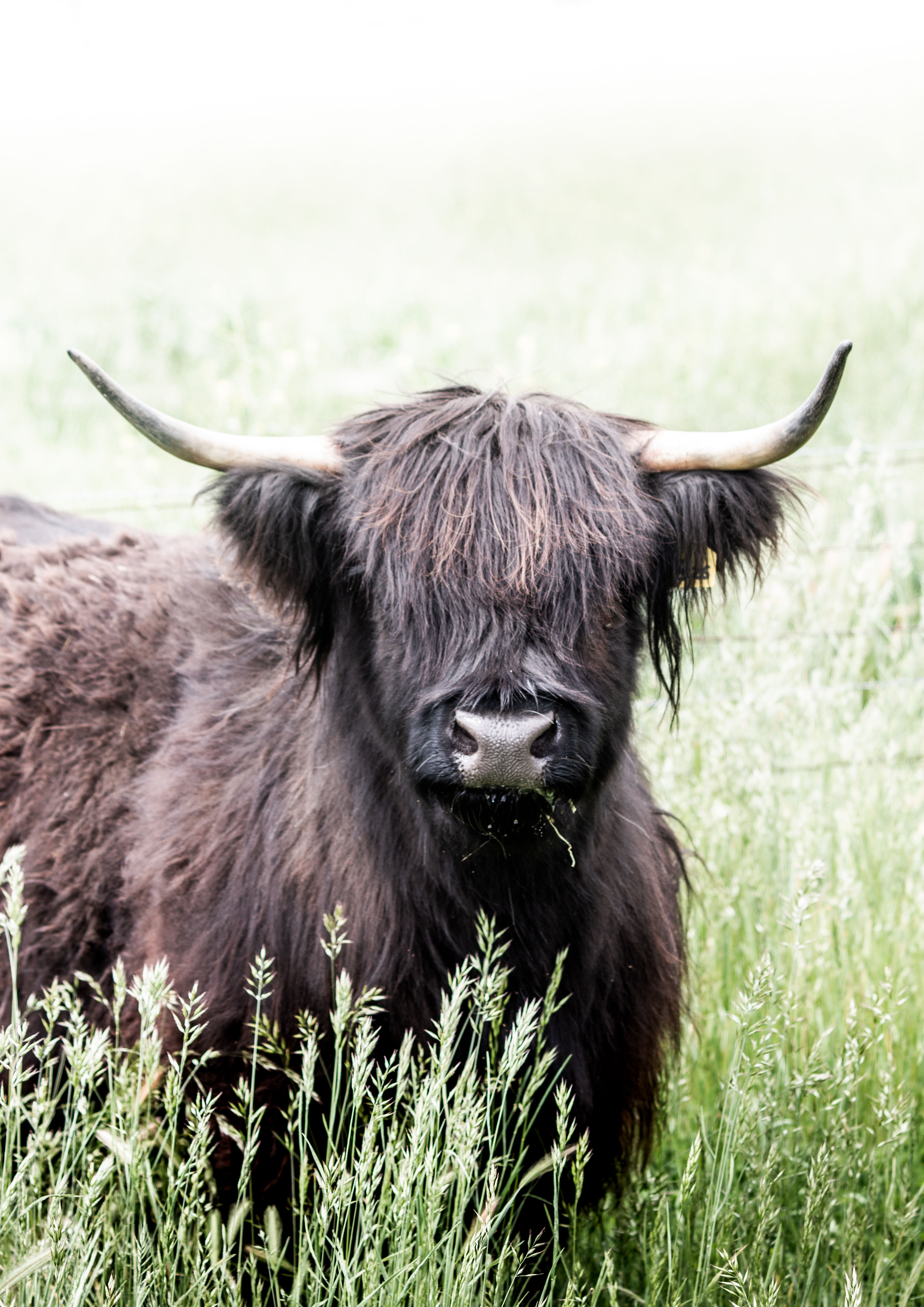 Stand Off - Highland Cow - Mt Rankin, NSW