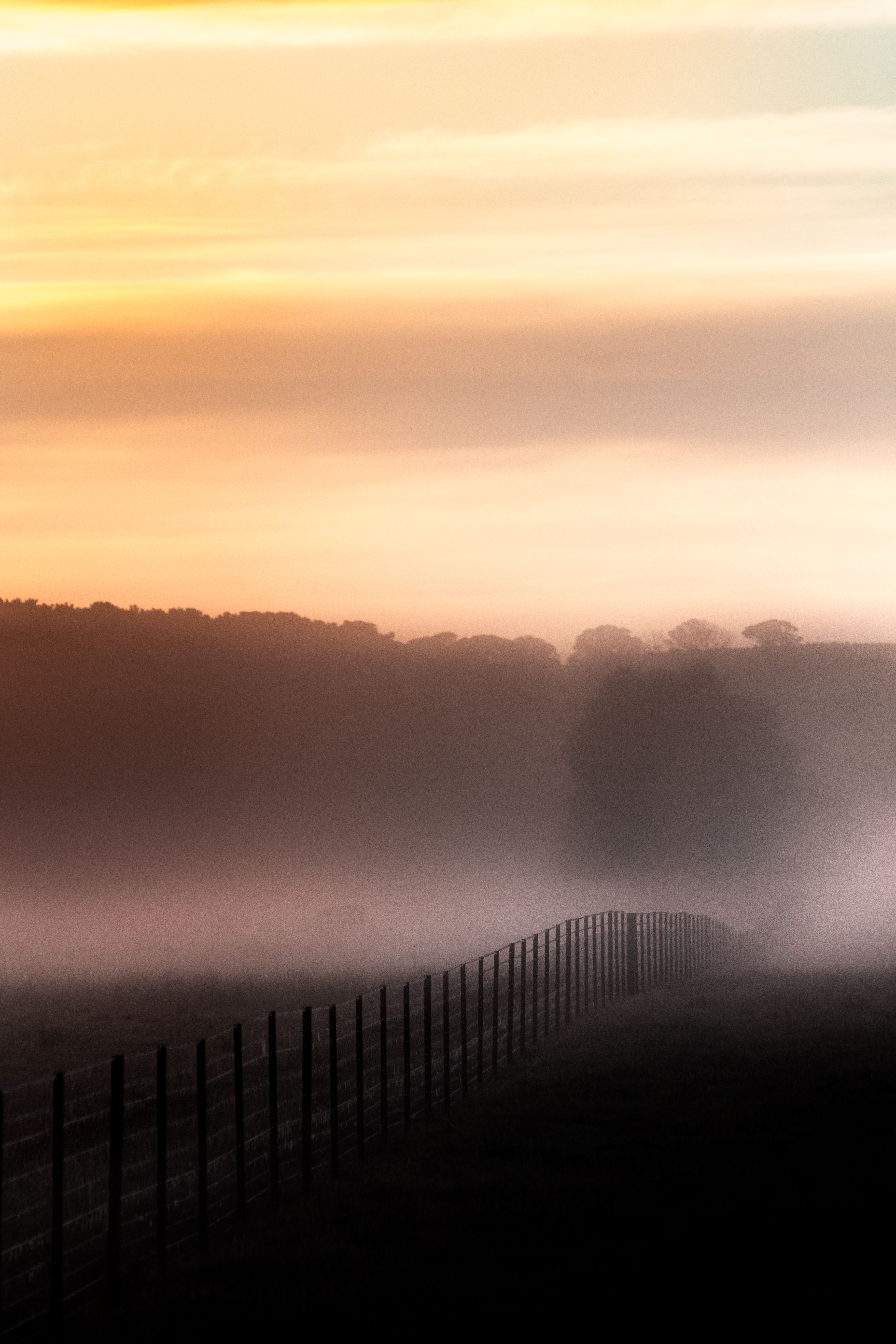 Fence, Fog and Frost - Millthorpe, NSW