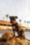 RockinPaws-191.png