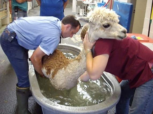 Camelid care