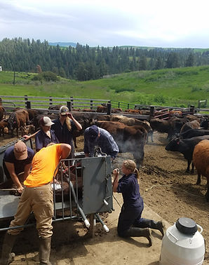 castrations, dehorning, vaccination