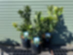 Laurus Azorica 200mm