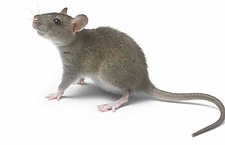 roof-rats.webp