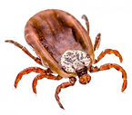 tick 2_edited.jpg