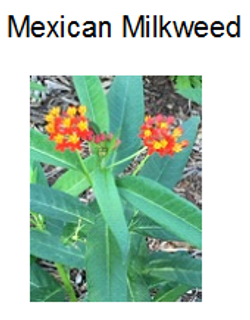 PLANTS IN OUR GARDENI.png