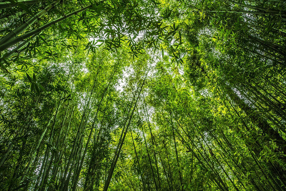 How Bamboo Saves Our