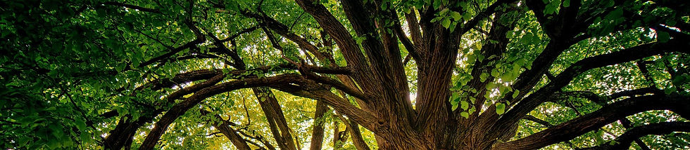 trees_edited.jpg
