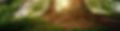 trees_edited.jpg