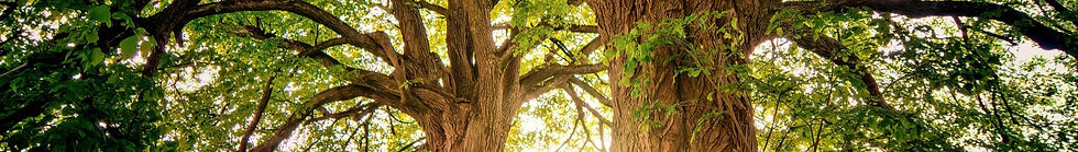 trees_edited.jpg