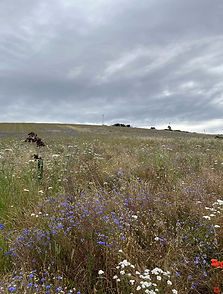 Wildflower meadow