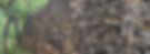 Header 05.jpg